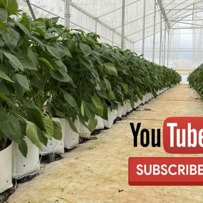 Kênh thông tin YouTube giới thiệu giải pháp