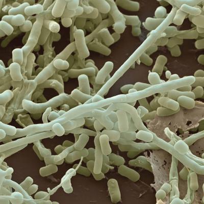 Ứng dụng xạ khuẩn Streptomyces sp trong nông nghiệp